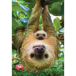 Puzzle Eurographics Sloths 250 Κομμάτια