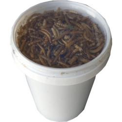 Epigasos Αποξηραμένα Aλευροσκούληκα Mealworm 500ml/90gr