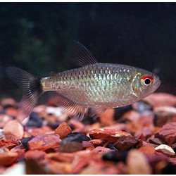 Red Eye Tetra
