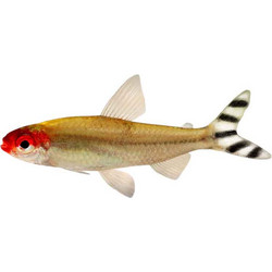 ΡΟΔΟΣΤΟΜΟΙ ΤΕΤΡΑ Medium Amazon mini Hemigrammus Rhodostomus Tetra