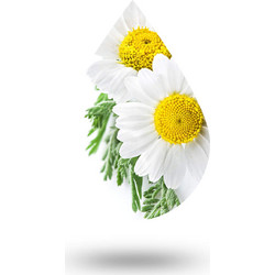 Χαμομηλέλαιο (Chamomile oil) - 1000 ml