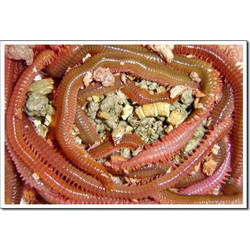 ExtremePro Ακροβάτης Μεσαίος(Jumbo) 40g Κόκκινος NCC