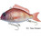 Little Jack Charikom Τεχνητό Δόλωμα Ψαράκι 6.5cm 24gr 2