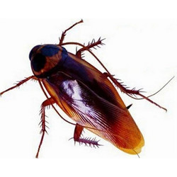 Ψεύτικη Κατσαρίδα Fake Cockroach