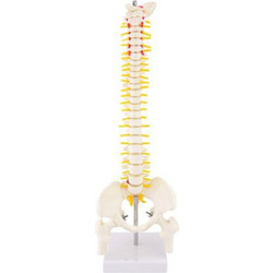 Πρόπλασμα Σπονδυλικής Στύλης (Spine Model)