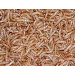 Mealworms 100 ml