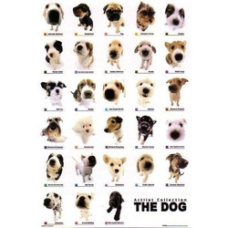 POSTER DOG COLLECTION (61X91.5CM)