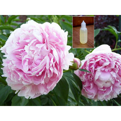 Άρωμα Peony 50ml
