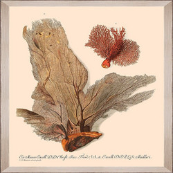 Κάδρο Deliciae Naturae V Fa13357 35X50Cm Beige-L.Brown Mindthegap Κάθετοι Ξύλο