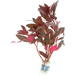 Stoffels Alternanthera reineckii 'Lila' (bunch)