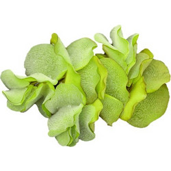 Stoffels Salvinia natans S (Port.)