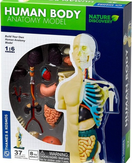 Human Anatomy