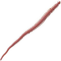 Berkley Gulp! Sandworm Nereis Τεχνητό Δόλωμα Brown