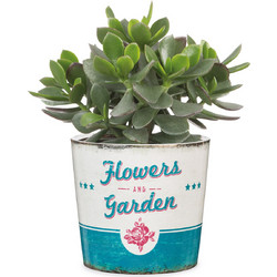 Scheurich Retro Garden Mini-Flower Garden 870