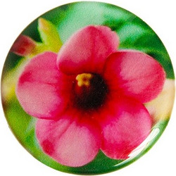 Hibiscus Pink