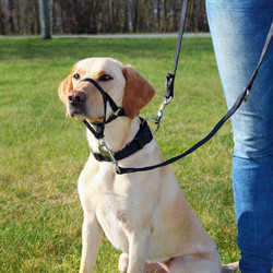 Trixie Σύστημα Εκπαίδευσης Top Trainer - Small / Διαστάσεων 22 cm / Ζώνη Λαιμού 35 42 cm