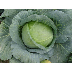 Λάχανο Bejo Passat F1 2500 seeds
