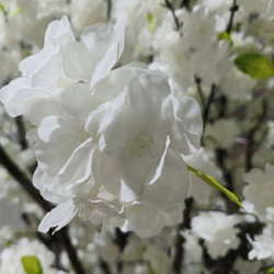 GloboStar(R) Artificial Garden BIANCA CHERRY BLOSSOM TREE 20362 Τεχνητό Διακοσμητικό Δέντρο Λευκό Άνθος Κερασιάς Υ350cm