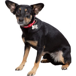 ALPHA INDUSTRIES RBF Dog-Tag Collar - Dark Olive