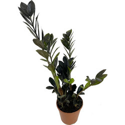 Ζάμια- Zamioculcas zamiifolia raven σε γλάστρα 14cm. perikipou Μαύρο