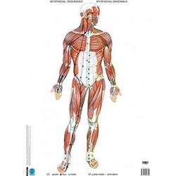 FASCIAL MANIPULATION ΑΦΙΣΕΣ (ΣΕΤ ΤΩΝ 3) FIRST LEVEL