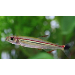 Iguanodectes geisleri- Red-line Lizard Tetra 4-6cm