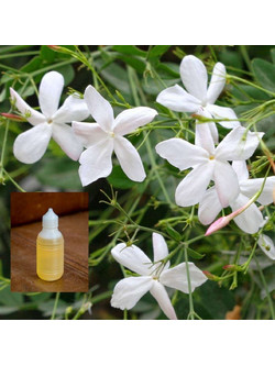 Άρωμα Γιασεμί 50ml