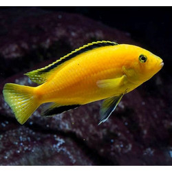 Labidochromis caeruleus - Lemon Yellow Lab 3cm