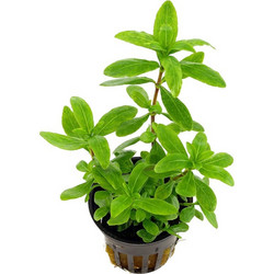 Ζωντανό Φυτό Ενυδρείου Hygrophila Polysperma