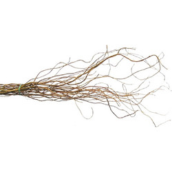 Salix 200 - 240 cm