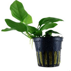 Tropica Anubias Barteri Variety Nana