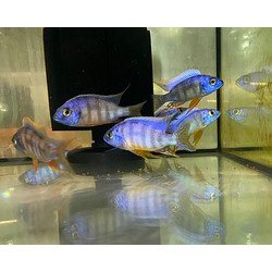 Aulonocara sp- Malawi Cichlids Mix 7-8cm