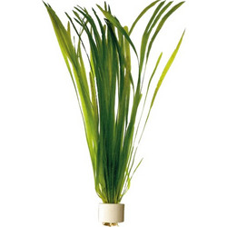 Ζωντανό Φυτό Ενυδρείου Vallisneria