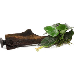 S.I. Anubias barteri vr. barteri on branchwood with suction