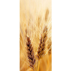 Διακοσμητική αφίσα με στάχυα 90x200cm 216.004.0008.99