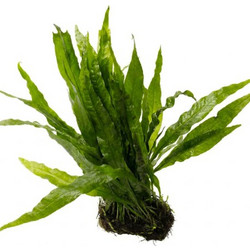 S.I Microsorum pteropus op mat (10x5)