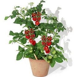 Sprout Μολύβι Τοματίνι Cherry