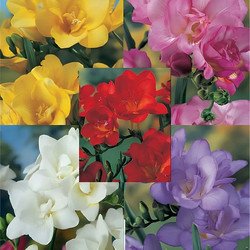 Φρέζια Διπλή Βολβός (Freesia) - Αρωματική για Γλάστρα, Κήπο & Βάζο Κόκκινο
