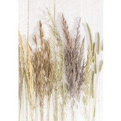 Butterfly Golden Harvest Nature A/4 elastic folder