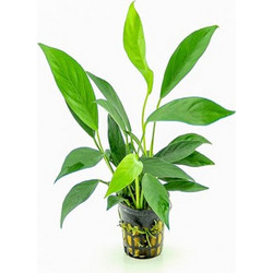 Stoffels Anubias barteri var. glabra MP XL