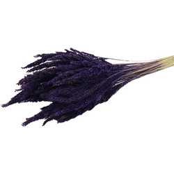 Pinion Grass PURPLE - Plastona