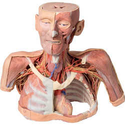 3D Κεφαλή Λαιμός και Ώμος με Αγγεισώματα - Erler Zimmer