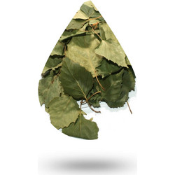 Σημύδα-Birch oil - 10 ml