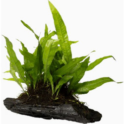 Stoffels Microsorum pteropus on wood Large