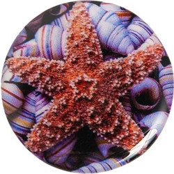 Starfish And Shells