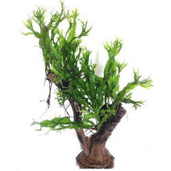 Stoffels Bonsai tree with Vesicularia and Microsorum windelov