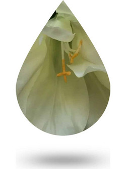 M-Grain Blend - 10 ml