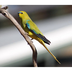 Elegant Parrot