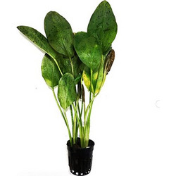 Stoffels Echinodorus 'Ozelot Green' MP XXL