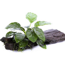 Stoffels Anubias barteri var. nana on Wood XXL